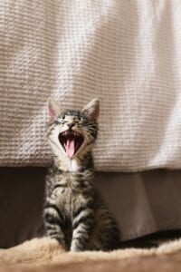 Yawning Cat