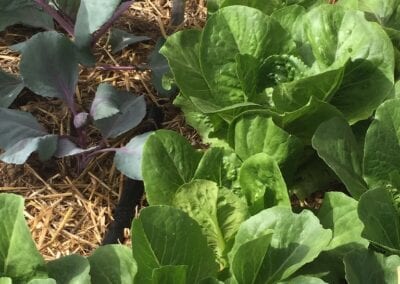 Romaine Lettuce and Red Cabbage