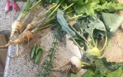 In the Garden — The Farmer’s Table