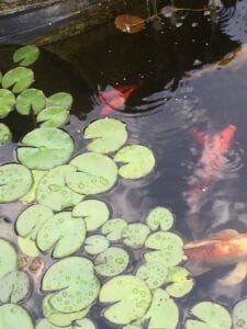 Koi Fish feeding