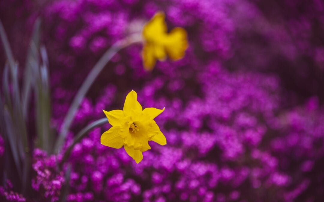 The Daffodils are Blooming!